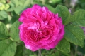 rosa, belle de crecy, museo della rosa antica